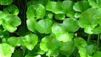 Tổng hợp các cách trị sẹo lồi trên mặt tại nhà