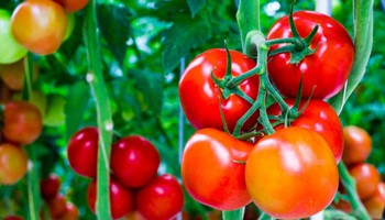 Cách trị sẹo lõm lâu năm bằng phương pháp tự nhiên