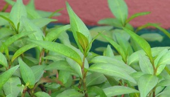 Mẹo thu nhỏ lỗ chân lông hiệu quả bất ngờ với rau răm