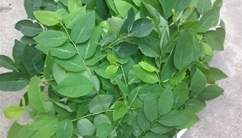 Mẹo làm đẹp da bằng rau ngót hiệu quả nhất hiện nay