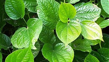 Trị nám da bằng lá trầu không đơn giản tại nhà