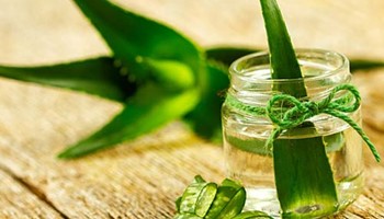 Mách bạn cách trị mụn trứng cá bằng cây lô hội cực hiệu quả