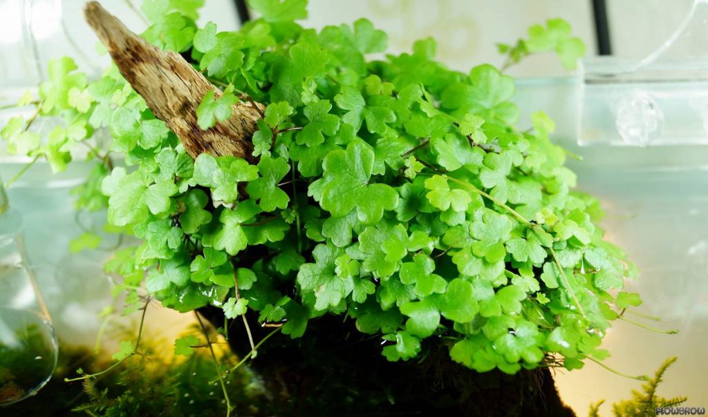 Cách trị sẹo lồi hiệu quả nhất