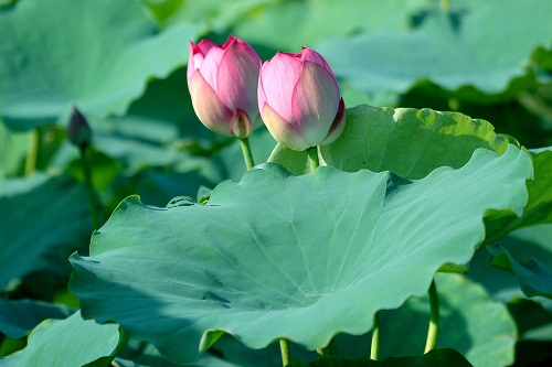 làm đẹp da từ mướp đắng và sen
