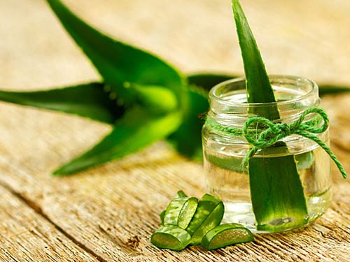 Cách trị mụn trứng cá bằng cây lô hội