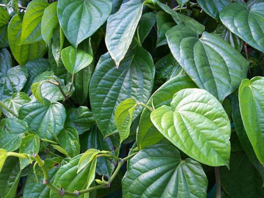 Cách trị tàn nhang bằng lá trầu không